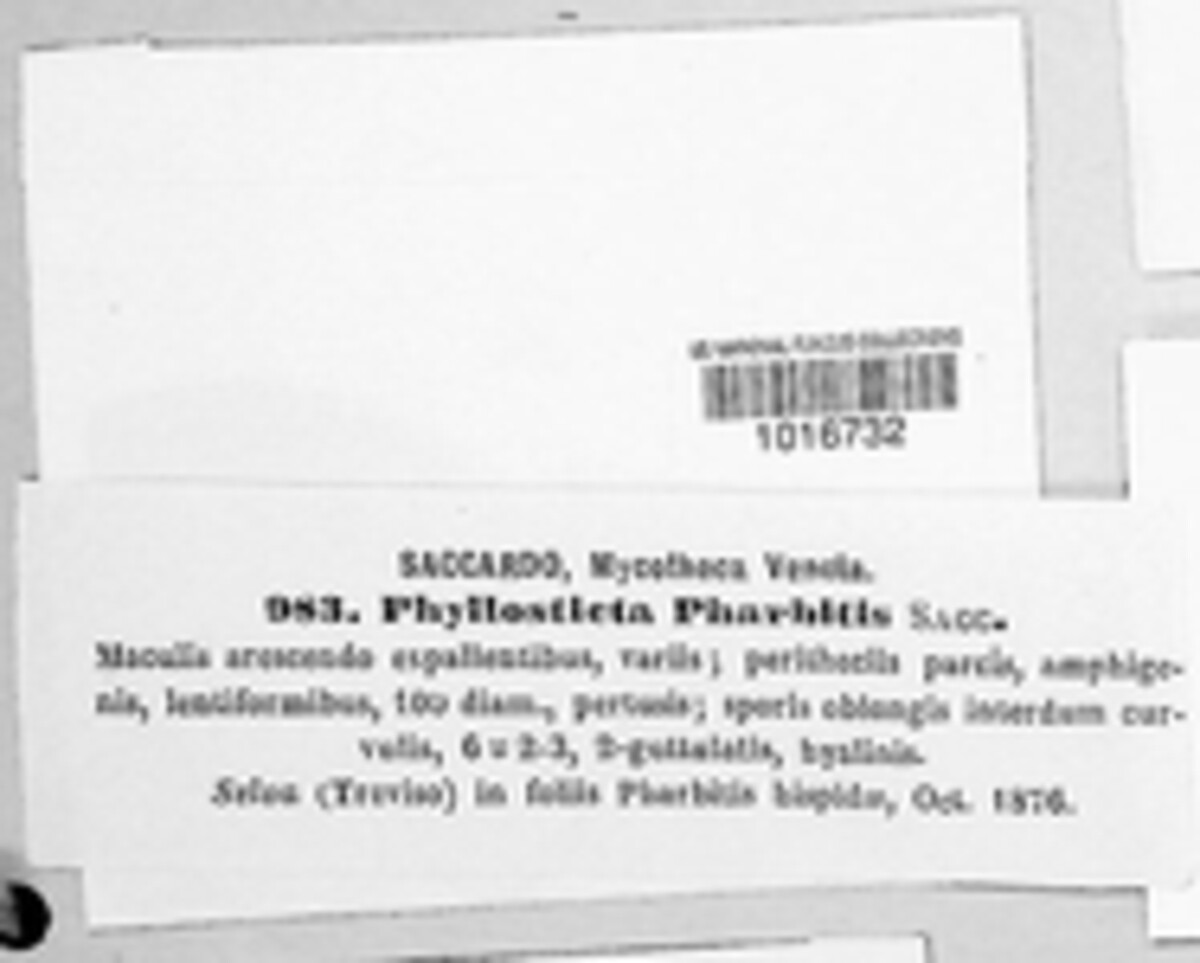 Phyllosticta pharbitis image